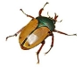 Beetle2.jpg
